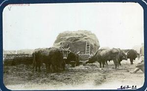 Типы казаков. Сибирские казаки на службе и дома. 1911 год - 4e0bb5d548dc.jpg