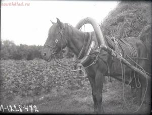 Уходящая натура. Село Антропшино на снимках Александра Антоновича Беликова 1926 год - a5a31dbcdb42.jpg