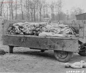 Зверства немецко-фашистских захватчиков. 18  - Truckload-Dead-Bodies-Buchenwald-Concentration-Camp-1945.jpg