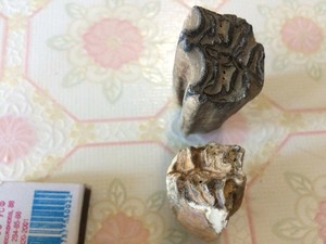 Зубы доисторического животного. - клык1.jpg