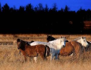 О лошадях - yakutian-horses1-1.jpg