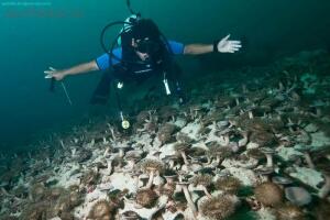 Фото, видео о грибах. -  на дне океана.jpg