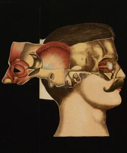 Голова. Строение человеческой головы и отправления важнейших ея органов 1900 год - rsl01010033182_36.jpg