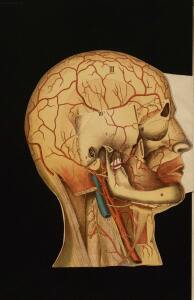 Голова. Строение человеческой головы и отправления важнейших ея органов 1900 год - rsl01010033182_42.jpg