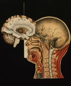 Голова. Строение человеческой головы и отправления важнейших ея органов 1900 год - rsl01010033182_46.jpg