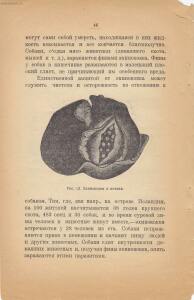 Война и мир в живой природе 1923 года -  и мир в живой природе 1923 года (47).jpg