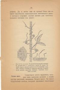 Война и мир в живой природе 1923 года -  и мир в живой природе 1923 года (54).jpg