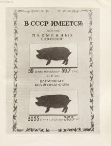 «Свиноводство». Всесоюзная сельско-хозяйственная выставка 1940 год - Svinovodstvo_Albom_fotosnimkov_po_mat-lam_paviliona_VSKhV_50.jpg