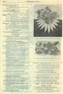 Каталог семян 1927 года - rsl01004914235_22.jpg