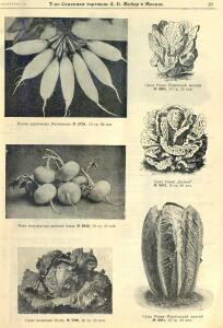 Каталог семян 1927 года - rsl01004914235_25.jpg