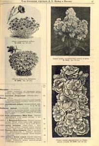 Каталог семян 1927 года - rsl01004914235_49.jpg