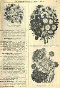 Каталог семян 1927 года - rsl01004914235_57.jpg