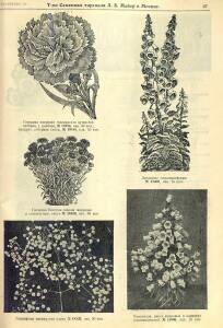 Каталог семян 1927 года - rsl01004914235_69.jpg