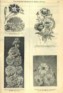 Каталог семян 1927 года - rsl01004914235_71.jpg