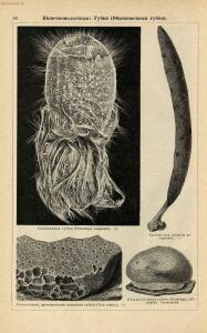 Альбом картин по зоологии низших животных 1904 года - rsl01003722500_096.jpg
