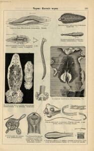 Альбом картин по зоологии низших животных 1904 года - rsl01003722500_105.jpg