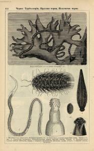 Альбом картин по зоологии низших животных 1904 года - rsl01003722500_106.jpg