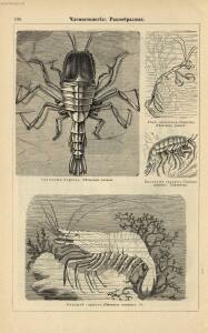 Альбом картин по зоологии низших животных 1904 года - rsl01003722500_112.jpg
