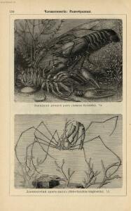 Альбом картин по зоологии низших животных 1904 года - rsl01003722500_114.jpg