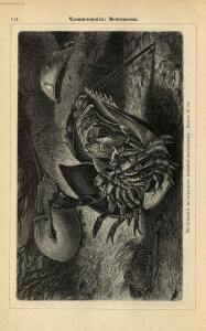 Альбом картин по зоологии низших животных 1904 года - rsl01003722500_118.jpg