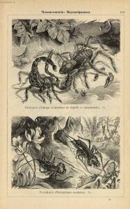 Альбом картин по зоологии низших животных 1904 года - rsl01003722500_119.jpg