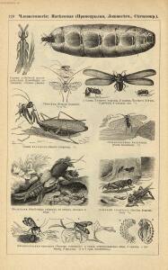 Альбом картин по зоологии низших животных 1904 года - rsl01003722500_124.jpg