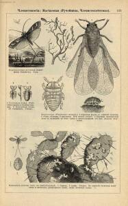 Альбом картин по зоологии низших животных 1904 года - rsl01003722500_127.jpg