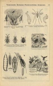 Альбом картин по зоологии низших животных 1904 года - rsl01003722500_129.jpg