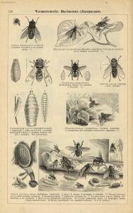 Альбом картин по зоологии низших животных 1904 года - rsl01003722500_130.jpg