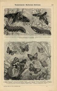 Альбом картин по зоологии низших животных 1904 года - rsl01003722500_133.jpg