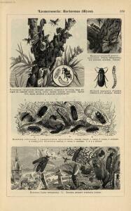 Альбом картин по зоологии низших животных 1904 года - rsl01003722500_143.jpg