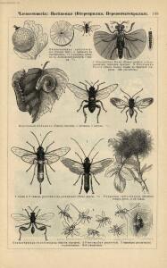 Альбом картин по зоологии низших животных 1904 года - rsl01003722500_147.jpg