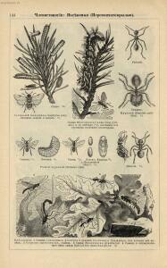 Альбом картин по зоологии низших животных 1904 года - rsl01003722500_148.jpg