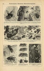 Альбом картин по зоологии низших животных 1904 года - rsl01003722500_150.jpg