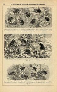 Альбом картин по зоологии низших животных 1904 года - rsl01003722500_152.jpg