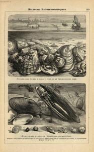Альбом картин по зоологии низших животных 1904 года - rsl01003722500_153.jpg