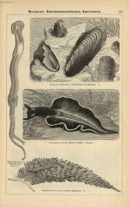 Альбом картин по зоологии низших животных 1904 года - rsl01003722500_155.jpg