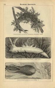 Альбом картин по зоологии низших животных 1904 года - rsl01003722500_156.jpg