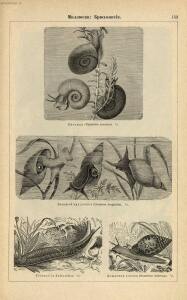 Альбом картин по зоологии низших животных 1904 года - rsl01003722500_157.jpg