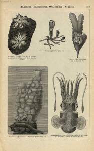 Альбом картин по зоологии низших животных 1904 года - rsl01003722500_163.jpg