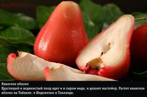 10 самых экзотических фруктов: фото и названия - 02-lgCpKlqG8Sk.jpg
