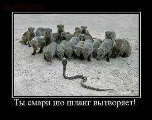 Картинки и прочее - animaldemotivators20599.jpg