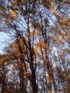Лес перемешанный хвойный с лиственным.