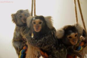 Выставка обезьян... и других пресмыкающихся - DSC_0294.jpg