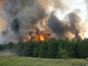 Как спастись в лесу от пожара:правила безопасности в лесу. - P1090906-1024x768.jpg
