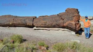 На ЗEMЛЕ лесов нет Видео для думающих - petrified-forest-national-park.jpg