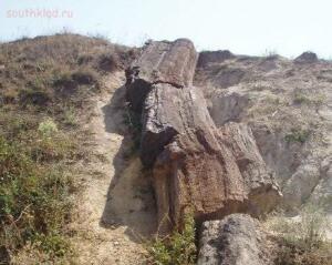 На ЗEMЛЕ лесов нет Видео для думающих - stone_tree.jpg