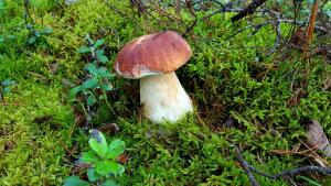 В лес по грибы  - wxUR-MjYDWQ.jpg