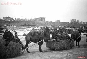  Братья наши меньшие на полях ВОВ. - 1268868351_841537bf70968c94a8ae970fb9d.jpg