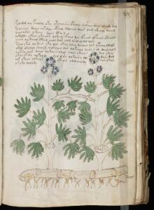 Манускрипт Войнича самая загадочная рукопись в мире - Ebook-Misteri-ITA-Anonimo-The-Voynich-Manuscript_000045.jpg